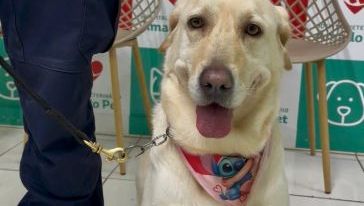 Doação de sangue também salva vidas entre os animais (Foto: Daiane da Silva)