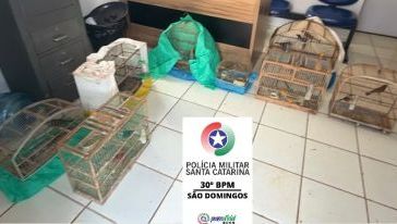 (Foto: Polícia Militar)