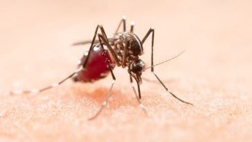 Xanxerê confirma caso importado de dengue e intensifica ações de combate ao mosquito