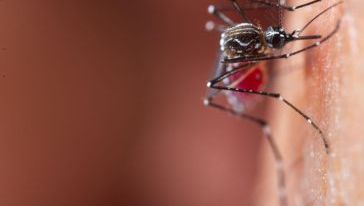 Secretaria de Saúde de Xanxerê confirma novo caso de dengue e Chikungunya