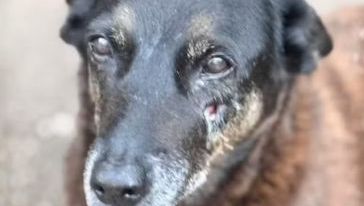 Justiça arquiva investigação sobre morte do cão Orelha em Florianópolis