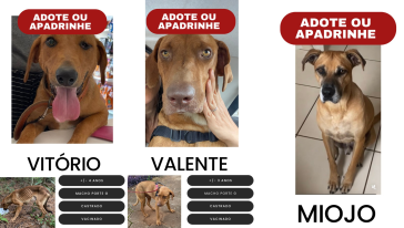 Com 12 cães em casa, moradora busca adoção responsável e apoio para manter animais especiais