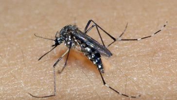 Mãe e filho contaminados por chikungunya e dengue são atendidos pelas equipes de saúde em Xanxerê