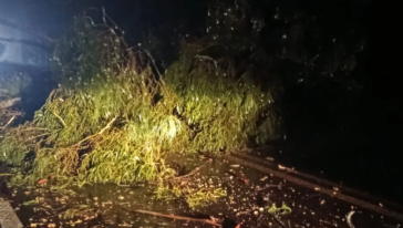 VÍDEO: Quem passava pela BR-282, próximo a Vargeão, se deparou com uma árvore bloqueando a via