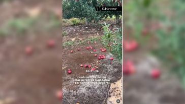 VÍDEO: maçãs prontas para colheita caem a precisam ser descartadas por falta de mão de obra em São Joaquim, Serra catarinense