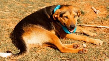 Feira de Adoção de Animais acontece neste sábado (01), em Xanxerê