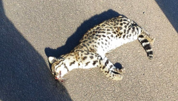 VÍDEO: Jaguatirica é encontrada morta em rodovia entre Xanxerê e Faxinal dos Guedes