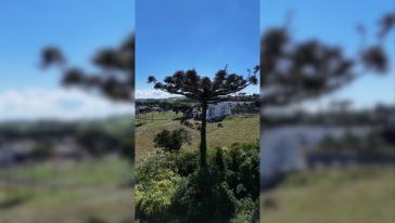 VÍDEO: colheita de pinhão segue proibida em SC até 1º de abril 