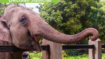 Elefanta de zoo prestes a ser desativado em SC aguardará destino definitivo no local