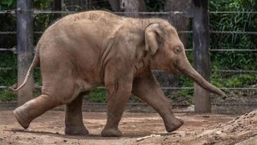 Elefanta mantida em parque temático de Penha será transferida para santuário em MT