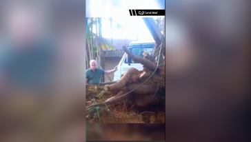 VÍDEO: Uma mandioca de impressionantes 84 quilos chamou a atenção em uma propriedade rural em Santa Catarina 