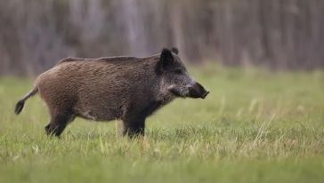 Foto: Reprodução internet