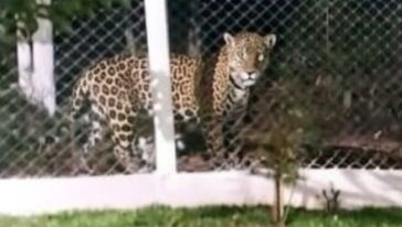 Polícia Ambiental apura suposto registro de onça-pintada em Chapecó