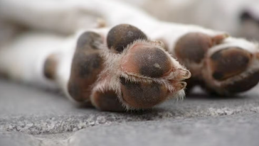 Mulher é condenada a mais de quatro anos de prisão por mandar matar cachorro da própria filha em SC