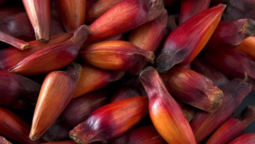 Colheita do pinhão começa em SC com previsão menor, mas preços devem subir