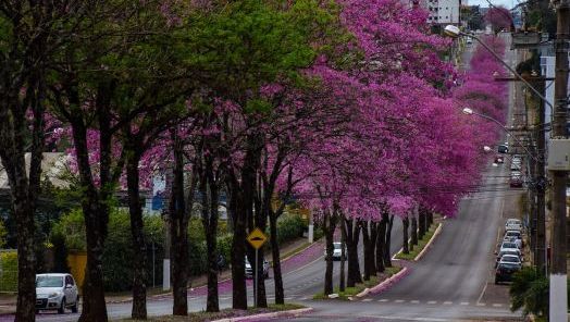 Basta andar pelas ruas de Chapecó para encontrar os ipês floridos nesta época do ano. Foto: Jessica Edel/Blog Notas de Viagem