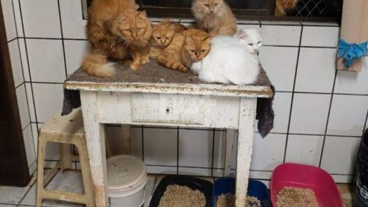Resgate de gatos em apartamento de Concórdia termina com cerca de 230 animais retirados