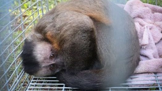 Ibama desativa o último criadouro de macacos-prego do país, que funcionava em Xanxerê, por maus-tratos