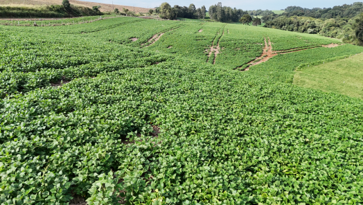VÍDEO: Produtores rurais participaram do Dia de Campo realizado na Fazenda Bridi, em Abelardo Luz
