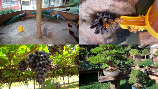 VÍDEO: Fui Conhecer #Parte2! Conheça com a gente as curiosidades que encontramos em Arabutã!