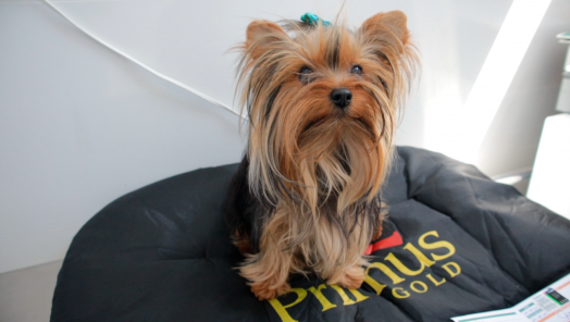 VÍDEO: Seu pet fica estressado nas festas de fim de ano? A Agropet tem algumas dicas para prevenir isso