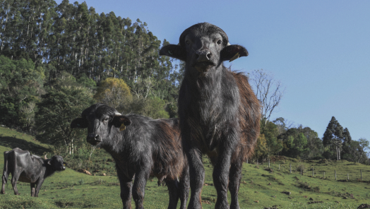 Um passeio pelo Caminho da Roça em Concórdia