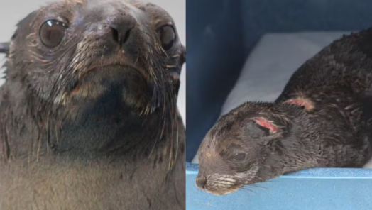Lobo-marinho-sul-americano foi resgatado na praia de Itapirubá Sul, em Laguna (SC) — Foto: PMP-BS/Divulgação