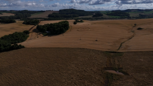 Agroglifo em Ipuaçu: proprietário opta por colher o trigo e retirar a formação
