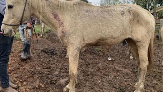 Proprietário de Haras alvo de ação do MPSC esclarece situação e afirma ter sido o próprio a denunciar irregularidades