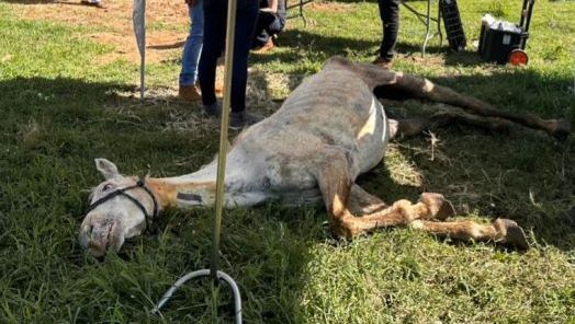 Cavalos são resgatados de situação de maus-tratos em Xanxerê por determinação do MPSC