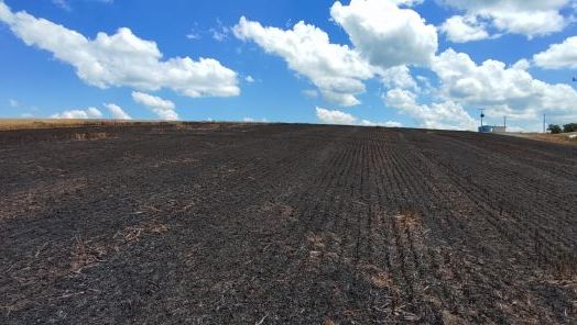 Incêndio atinge plantação de trigo no interior de município do Oeste
