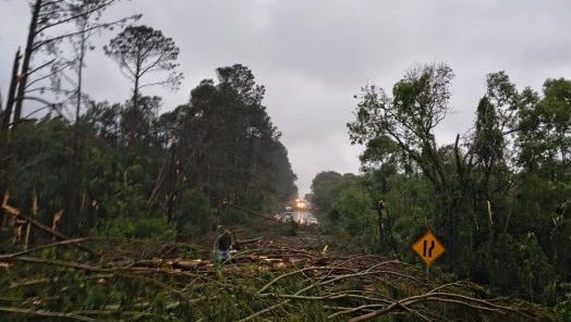 VÍDEO: Trecho da BR-282 entre Xanxerê e Faxinal dos Guedes fica interditado após queda de árvores sobre a pista