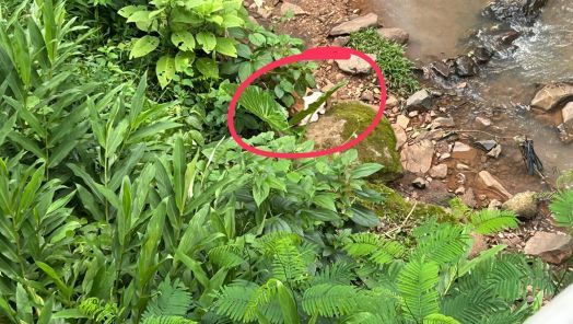 Bombeiros resgatam cachorro ilhado às margens do rio em Seara