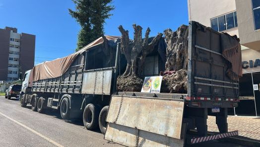 Caminhão carregado com seis árvores oliveiras na fronteira com a Argentina é apreendido e duas pessoas são presas 