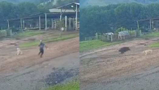 VÍDEO: Um homem passou por um grande susto ao ser surpreendido por um javali no interior de Ponte Alta 