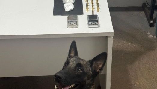 Jovem de 19 anos é detido por tráfico de drogas em Chapecó após cão farejador encontrar entorpecentes