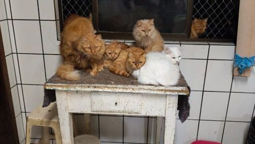 Caso de mais de 400 gatos em apartamento mobiliza protetoras e veterinários em Concórdia