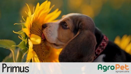 VÍDEO: Confira que cuidados tomar com a chegada da Primavera