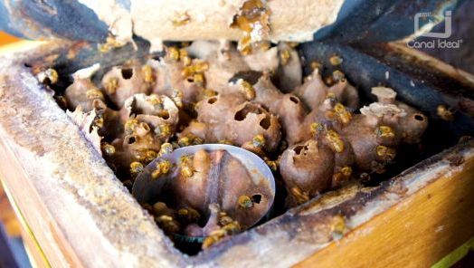 VÍDEO: No Agro Forte deste sábado (03), você vai conhecer curiosidades incríveis sobre as abelhas sem ferrão, não perca!