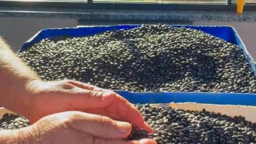 VÍDEO: No Agro Forte deste sábado (10) você vai conhecer a Associação de Agricultores de Ipuaçu