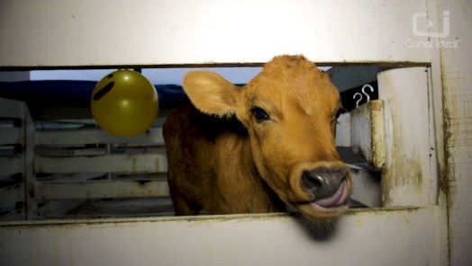 VÍDEO: Não são apenas animais domésticos que gostam de bola! Bovinos também se divertem!