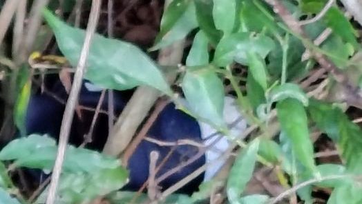 Foto: Polícia Civil