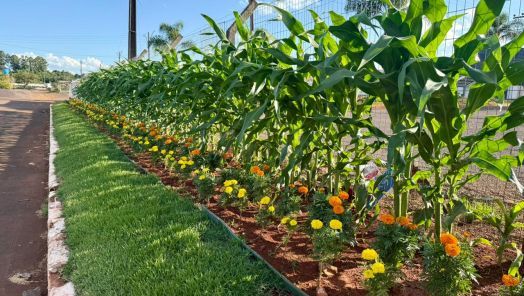 Paisagismo da ExpoFemi 2026 aposta em flores, milho e espaços temáticos
