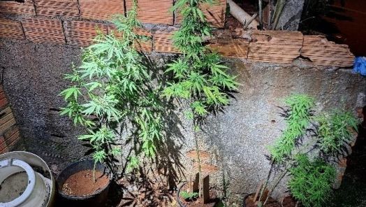 Pés de maconha são apreendidos em residência após homem tentar se esconder da PM em Xanxerê 