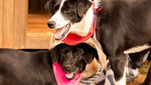 Prefeitura de Xanxerê abre inscrições para castração gratuita de fêmeas pelo Programa Pet Levado a Sério