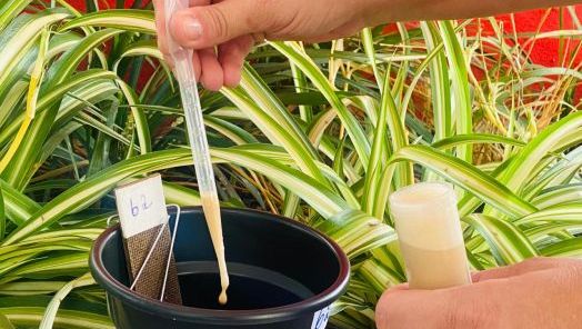 Secretaria de Saúde de Xanxerê implanta novo sistema para enfrentamento do mosquito Aedes Aegypti