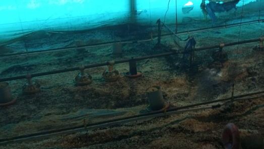 Incêndio atinge aviário no interior de Seara e mobiliza bombeiros