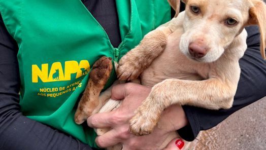 Foto ilustrativa: Daniel Braga/Prefeitura de Chapecó