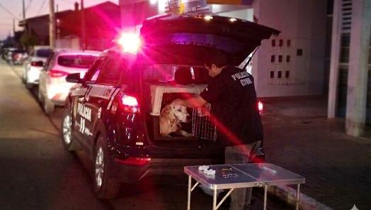 Polícia Civil e ONG resgatam cadela vítima de maus-tratos após atropelamento em Faxinal dos Guedes
