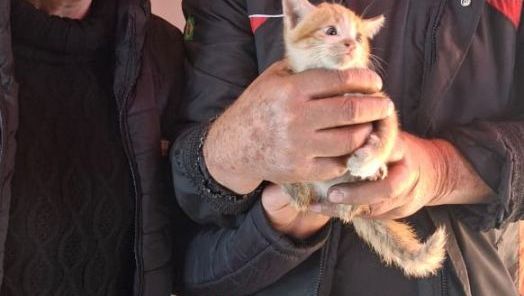 Bombeiros resgatam filhote de gato preso em peça metálica em Chapecó